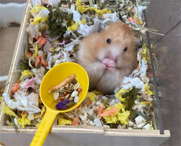 仓鼠粮哪个牌子好又便宜