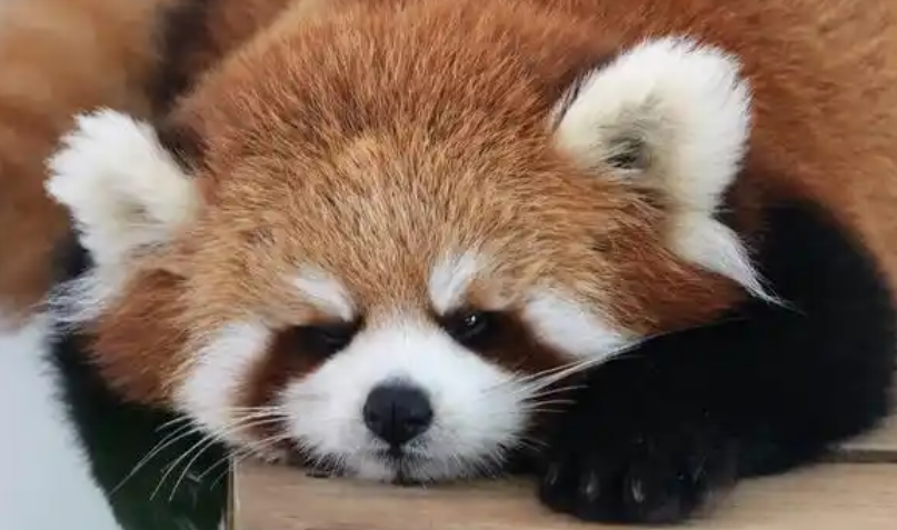 小熊猫和大熊猫的区别