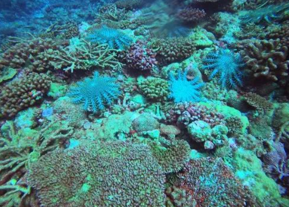 南海海星灾害严重，导致大量珊瑚死亡