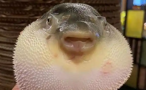 潜水艇鱼是河豚么