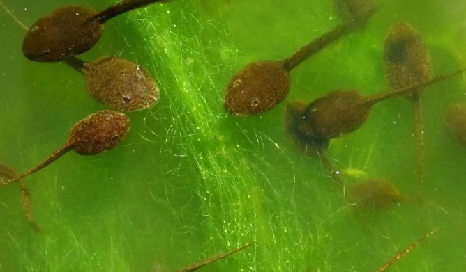 海里面有蝌蚪吗
