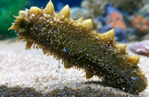 海参适合早上吃还是晚上吃