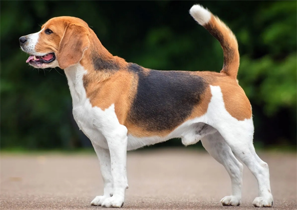 比格犬掉毛严重吗？3大养护技巧助你告别"毛孩"烦恼