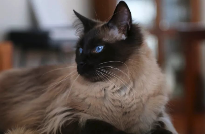 巴厘猫吃什么？对身体有营养的猫吃食物！