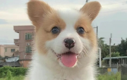 威尔斯柯基犬的挑选指南:从外貌到性格全面分析 威尔斯柯基犬的挑选指南:从外貌到性格全面分析