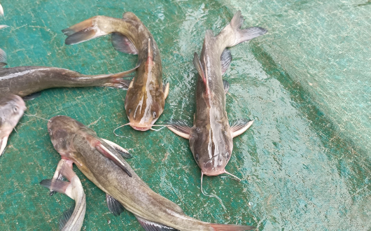 八须鲶鱼是什么品种