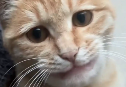 猫咪被蜜蜂蛰了,嘴巴肿起来了。网友:超绝下颚线 猫咪被蜜蜂蛰了,嘴巴肿起来了。网友:超绝下颚线