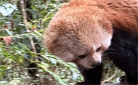 小熊猫是什么颜色的