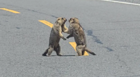 男子路遇两只土拨鼠打架。网友:不知道的以为在跳华尔兹呢 男子路遇两只土拨鼠打架。网友:不知道的以为在跳华尔兹呢