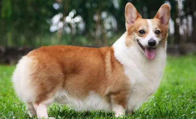 威尔斯柯基犬的四大致命缺陷，你知道吗？