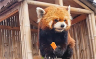 小熊猫只有中国才有的吗