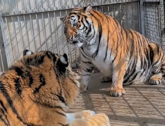 美女虎和爆丑公虎恋爱两年,一点动静没有,这可急坏了饲养员 美女虎和爆丑公虎恋爱两年,一点动静没有,这可急坏了饲养员