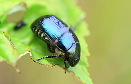 金龟子的社会行为与群体互动 金龟子的社会行为与群体互动