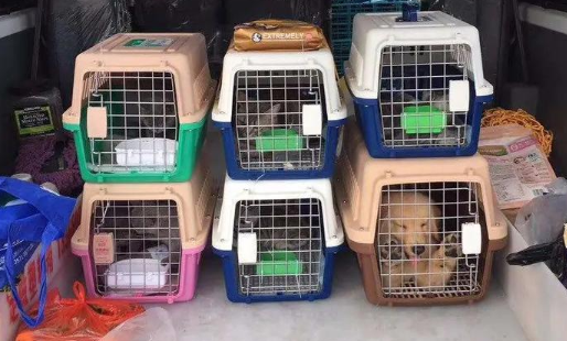 铁路试点“宠物托运”,探索社会文明新刻度 铁路试点“宠物托运”,探索社会文明新刻度