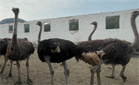鸵鸟什么地方可以养