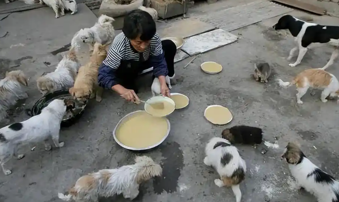 49岁女白领收养流浪猫,每月花掉工资大半 49岁女白领收养流浪猫,每月花掉工资大半