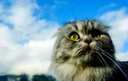 苏格兰折耳猫：一种独特且受欢迎的猫品种介绍