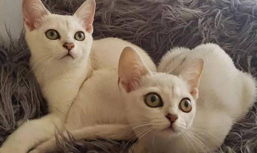 波米拉猫品种简介,看完你就明白了! 波米拉猫品种简介,看完你就明白了!
