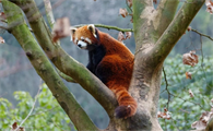 小熊猫属于猫科动物吗