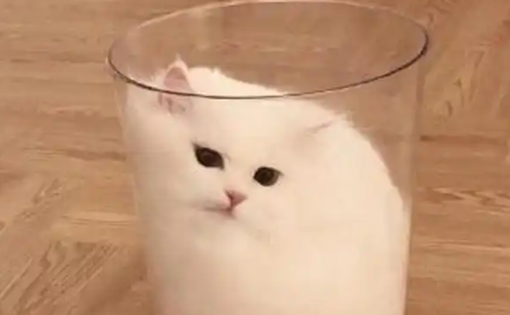 茶杯猫很多人不愿意去饲养的原因，来看看~