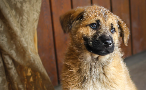 宠物经济规模突破万亿元,“毛孩子”带动市场经济持续发展 宠物经济规模突破万亿元,“毛孩子”带动市场经济持续发展