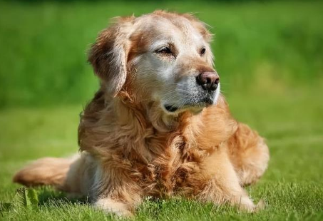狗狗拉果冻状凝胶大便用什么药