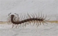 绿脚蜈蚣是什么品种