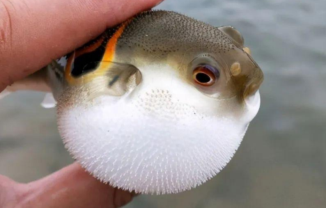 巴鱼和河豚的区别 巴鱼和河豚的区别