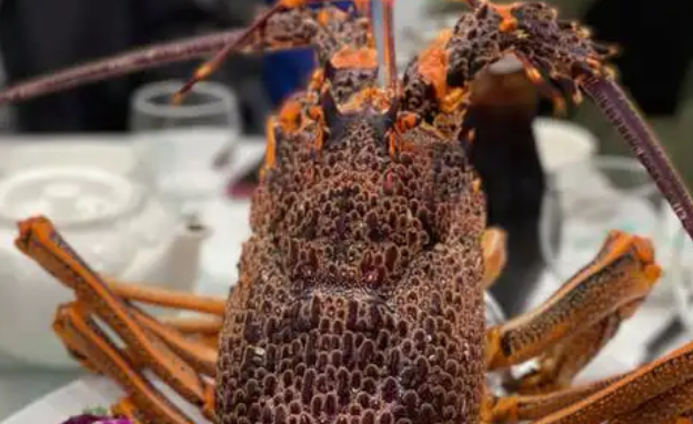 澳洲龙虾哪里能买到