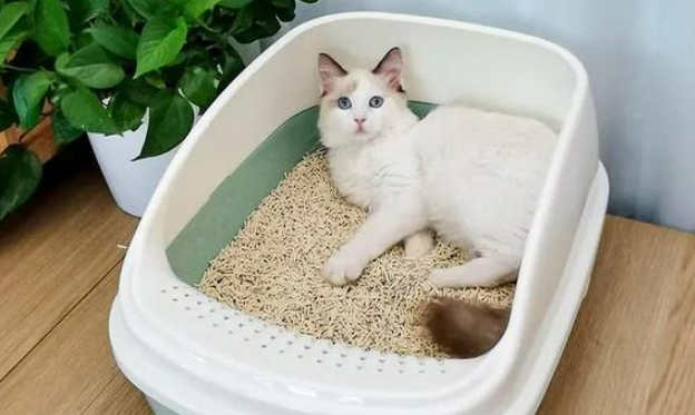 波米拉猫的智商怎么样?一起来看看吧! 波米拉猫的智商怎么样?一起来看看吧!