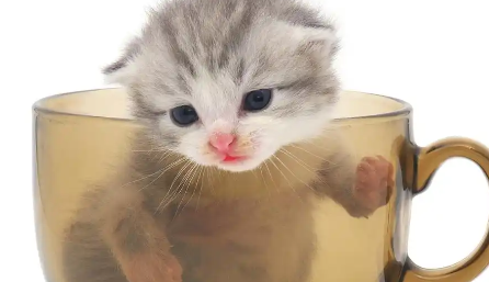 茶杯猫多少钱一只？好养吗