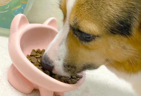 玻璃胃狗狗的福音:宠王府鸡不知犬粮 玻璃胃狗狗的福音:宠王府鸡不知犬粮