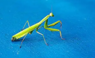 小螳螂在哪里抓