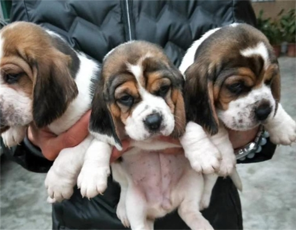 比格犬智商排名多少「比格犬智商世界排名第几」 比格犬智商排名多少「比格犬智商世界排名第几」