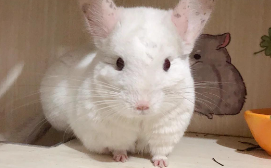 龙猫真的有动漫中那么可爱吗？养过的朋友都知道