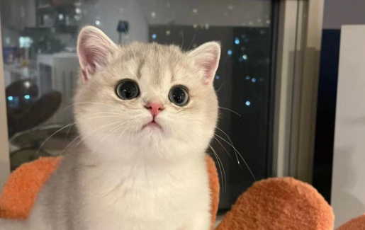 花万元买回病猫追踪:“宠物基地”退费补偿 花万元买回病猫追踪:“宠物基地”退费补偿