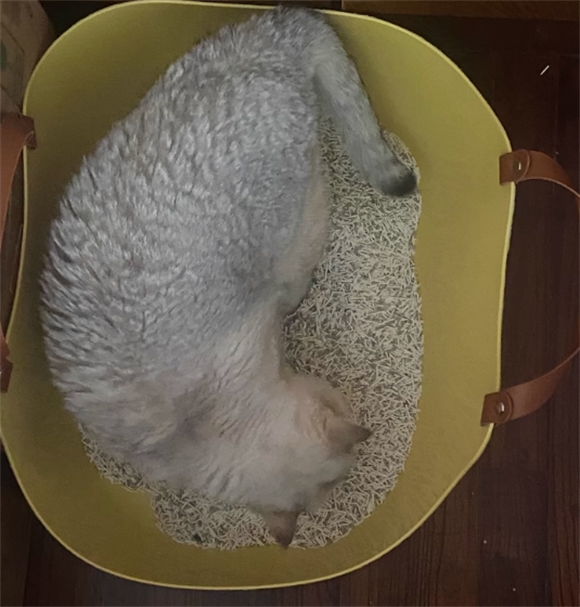 瀚辰猫窝放在家里哪个位置好 瀚辰猫窝放在家里哪个位置好
