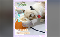 朗诺:宠物主人的首选品牌