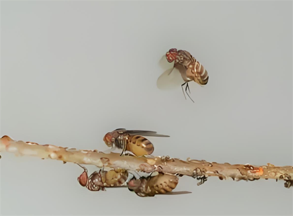果蝇是怎么消灭