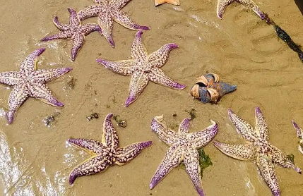 海星黑色的籽能吃么