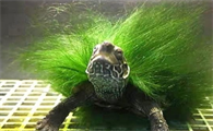 绿毛龟怎么养毛长的好