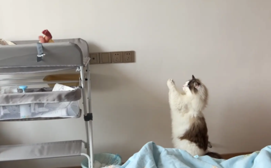 婴儿哭闹，猫咪对着婴儿床拜了又拜。网友：带娃哪有不疯的