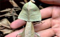 枯叶螳螂稀有吗