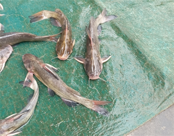 六须鲶鱼怎么做好吃