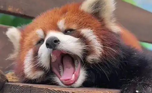 小熊猫全国有多少只