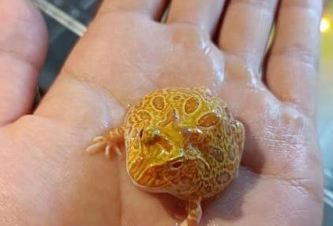 角蛙的饲养秘籍来啦！