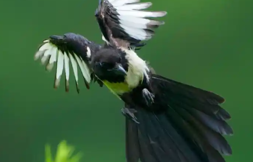 喜鹊临门有什么兆头 喜鹊临门有什么兆头