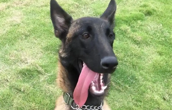 马犬最好是什么时候开始训练？