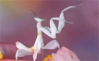 白螳螂值钱吗