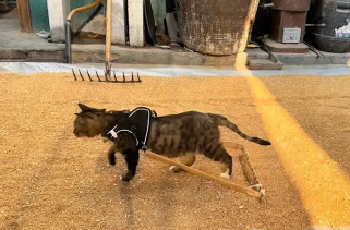 狸花猫会犁麦子。网友:要不然怎么叫犁猫呢 狸花猫会犁麦子。网友:要不然怎么叫犁猫呢